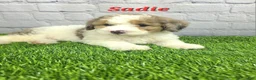 Mini Bernedoodle dogs for sale: Sadie - Ad 6