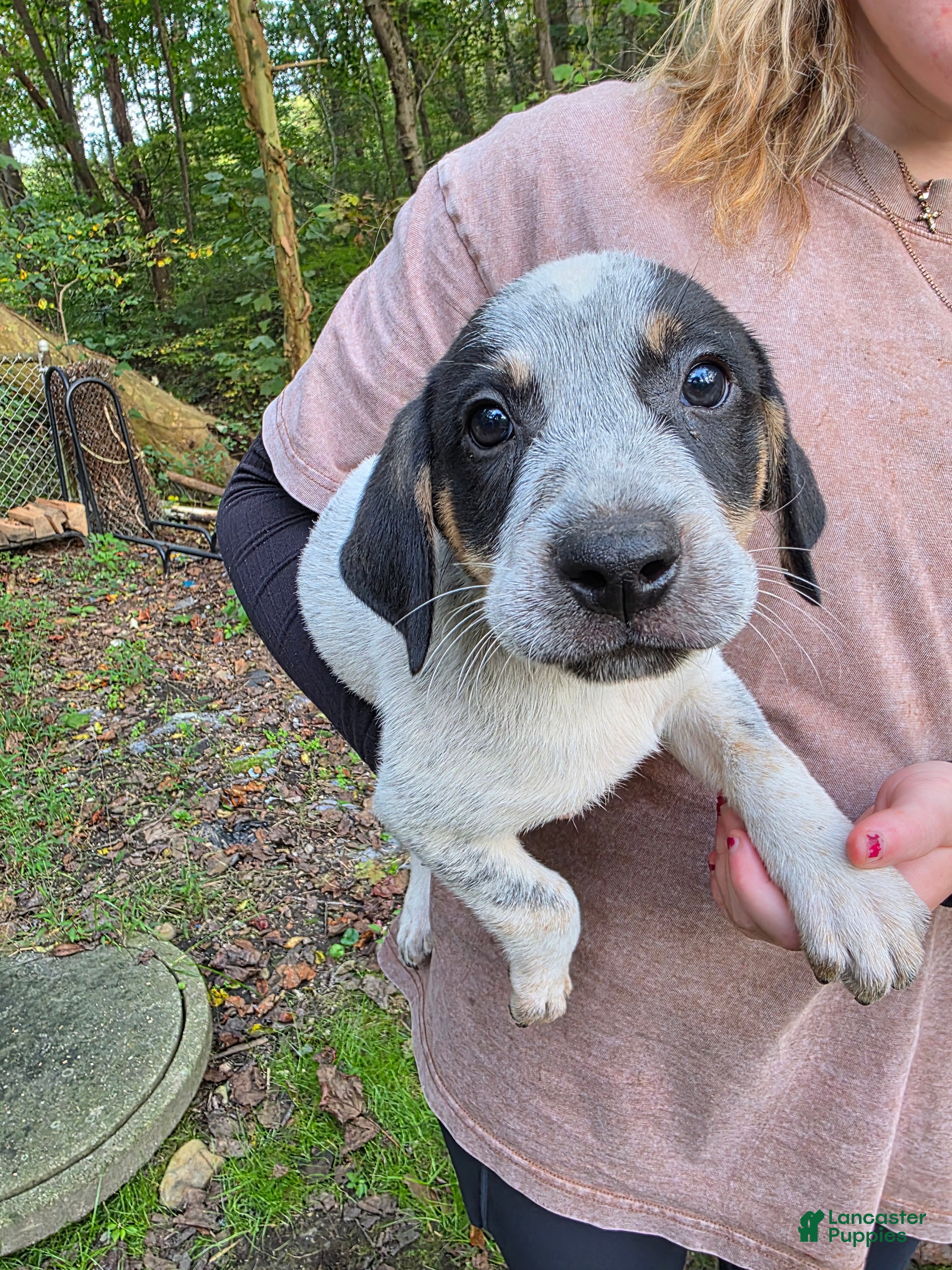 Mixed Breed dogs Mixed Breed 3 - Ad 36