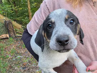 Mixed Breed dogs Mixed Breed 3 - Ad 37