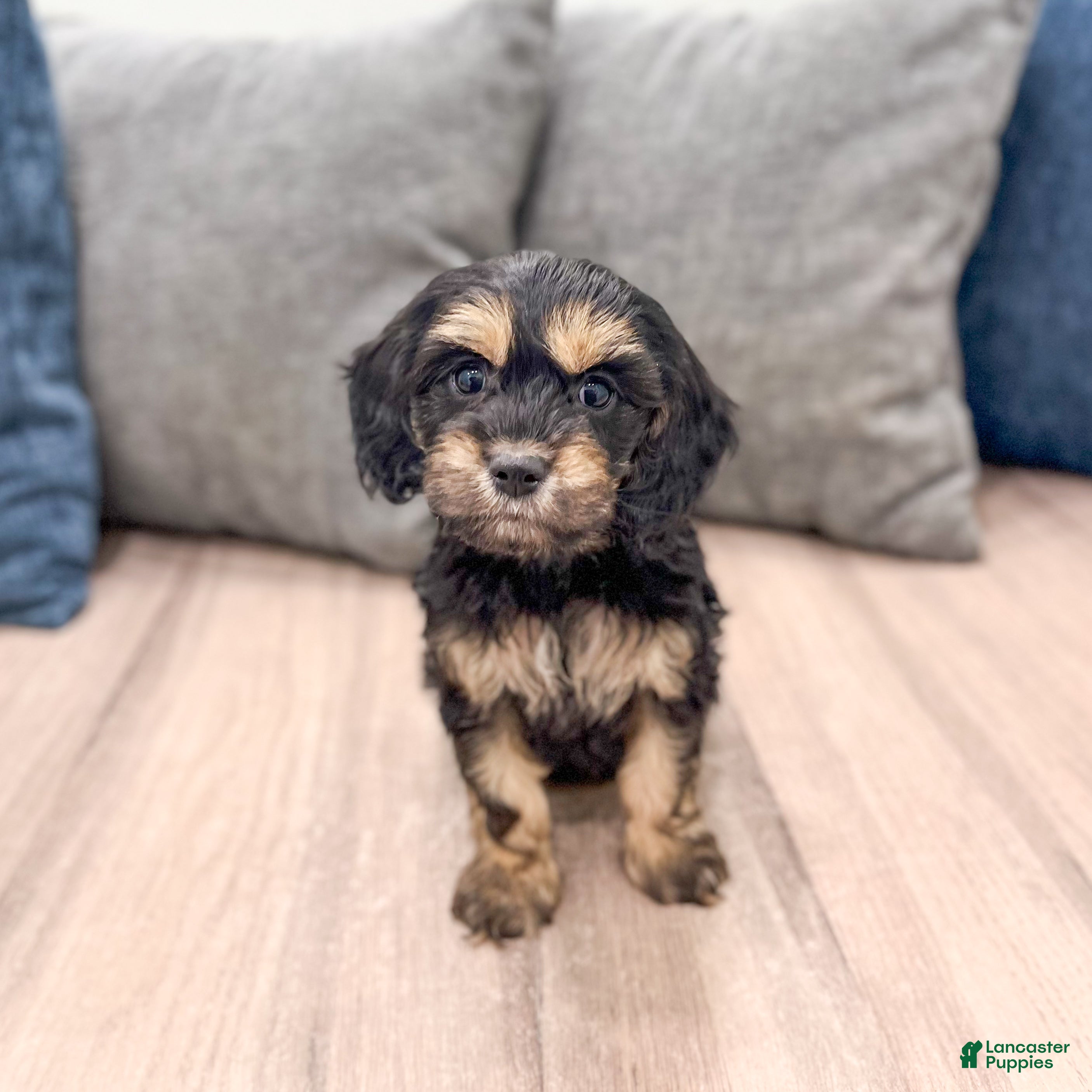 Cockapoo dogs Pepper - Ad 1