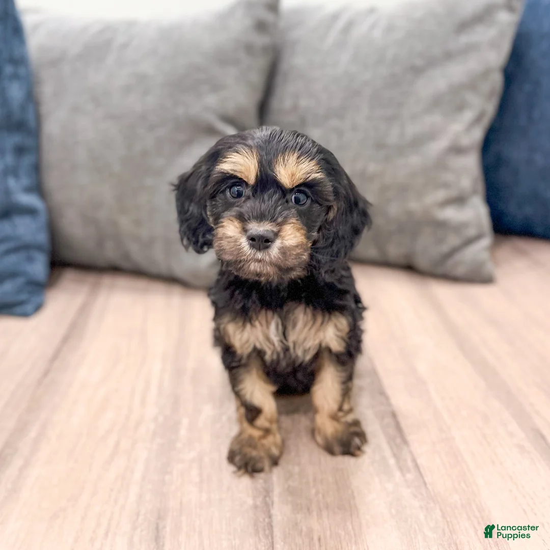 Cockapoo dogs for sale: Pepper - Ad 1