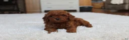 Toy Poodle dogs for sale: Marshall - Ad 2