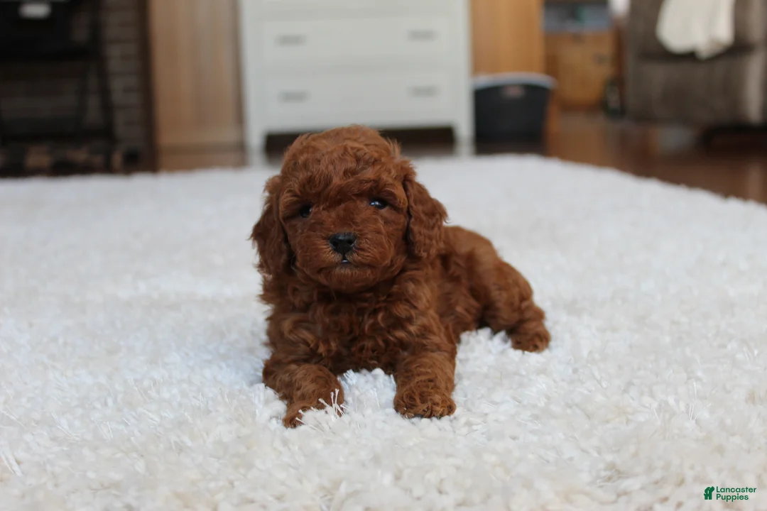 Toy Poodle dogs for sale: Marshall - Ad 2