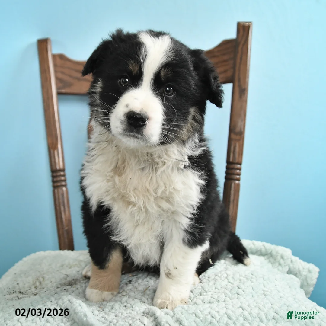 Miniature Australian Shepherd dogs for sale: Colt - Ad 2