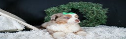 Miniature Australian Shepherd dogs for sale: SAMMY - Ad 20