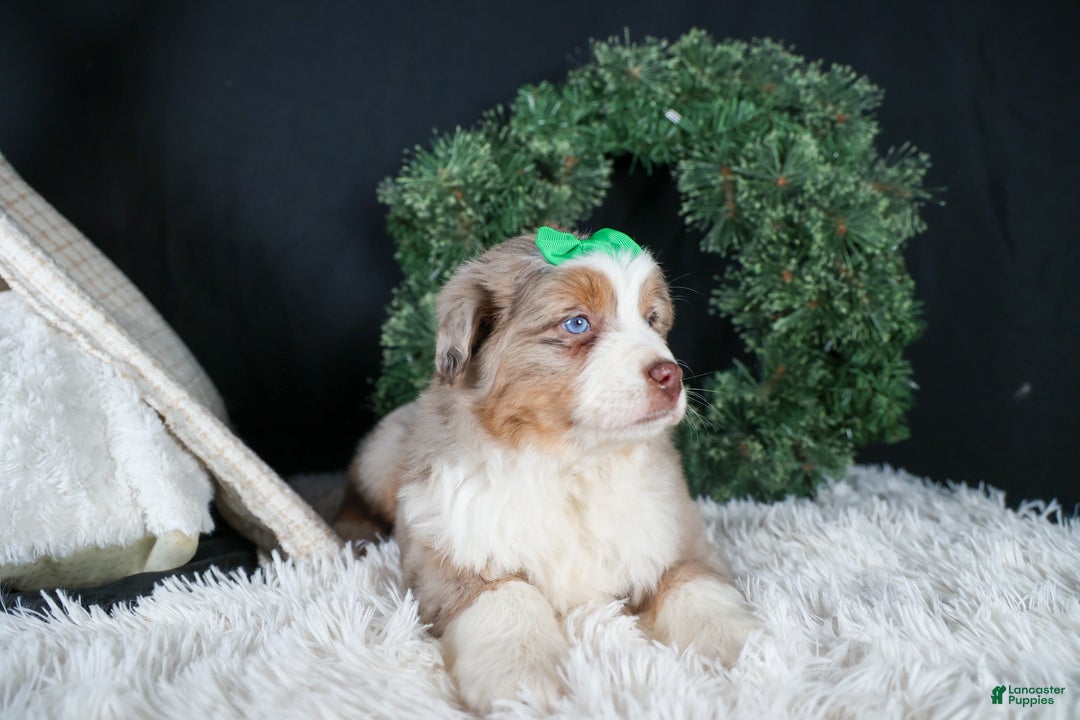 Miniature Australian Shepherd dogs for sale: SAMMY - Ad 20