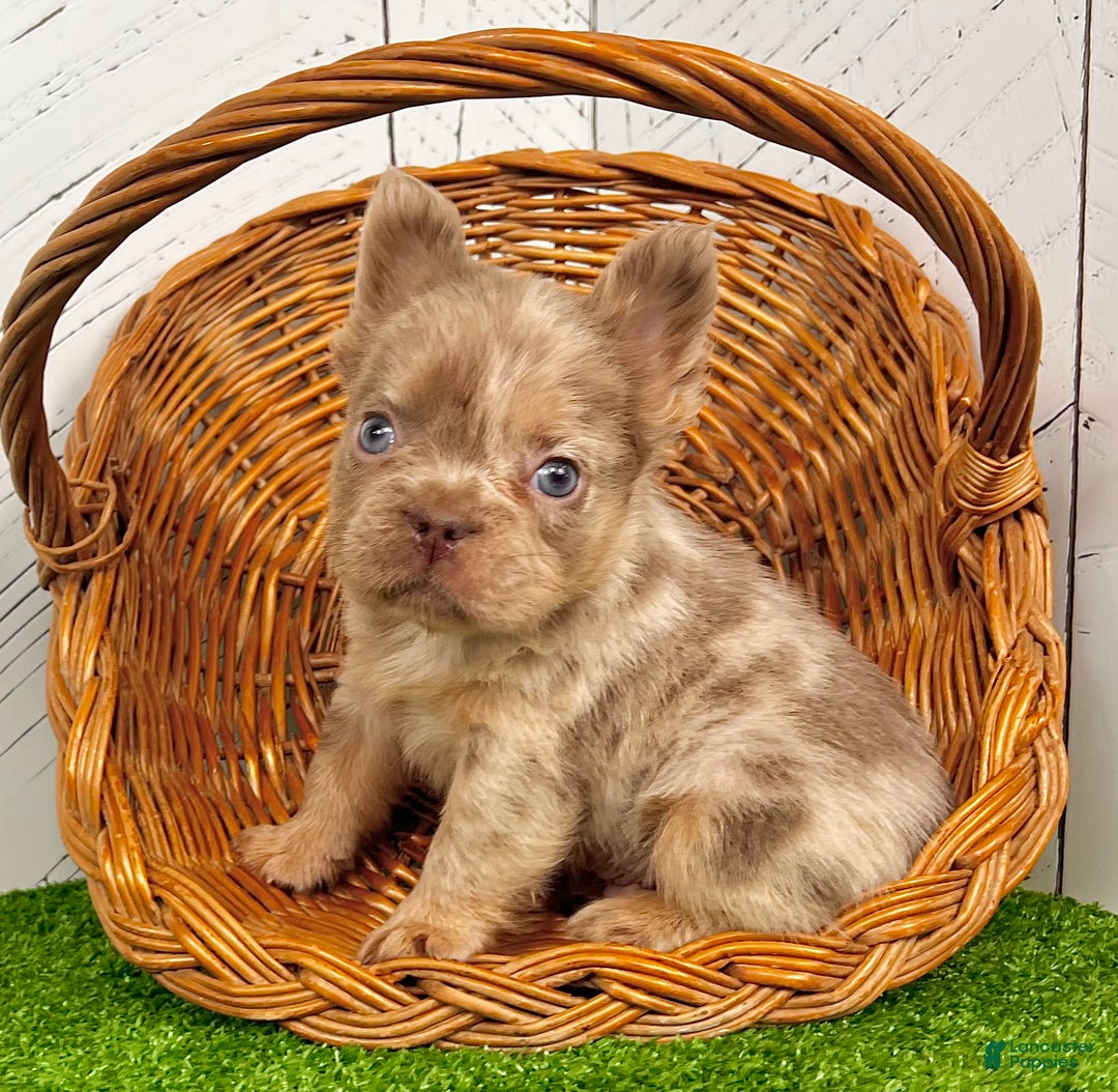 French Bulldog dogs for sale: Mack - Ad 4