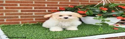 Maltipoo dogs for sale: Suni - Ad 5
