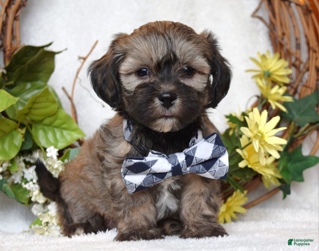 Teddy Bear dogs for sale: Bandit - Ad 7