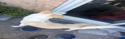 Siberian Husky dogs for sale: Siberian Husky 1 - Ad 1