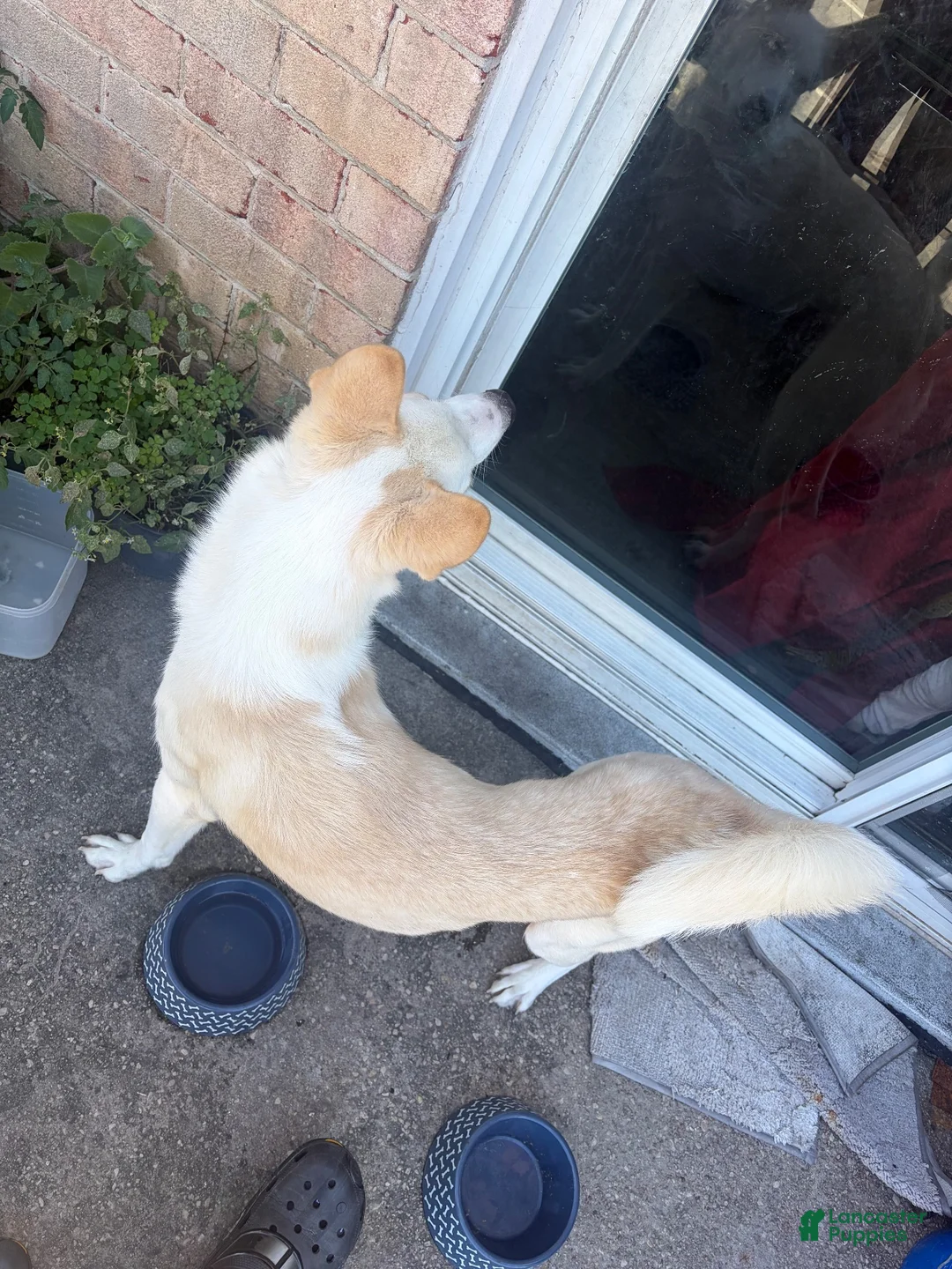 Siberian Husky dogs for sale: Siberian Husky 1 - Ad 1
