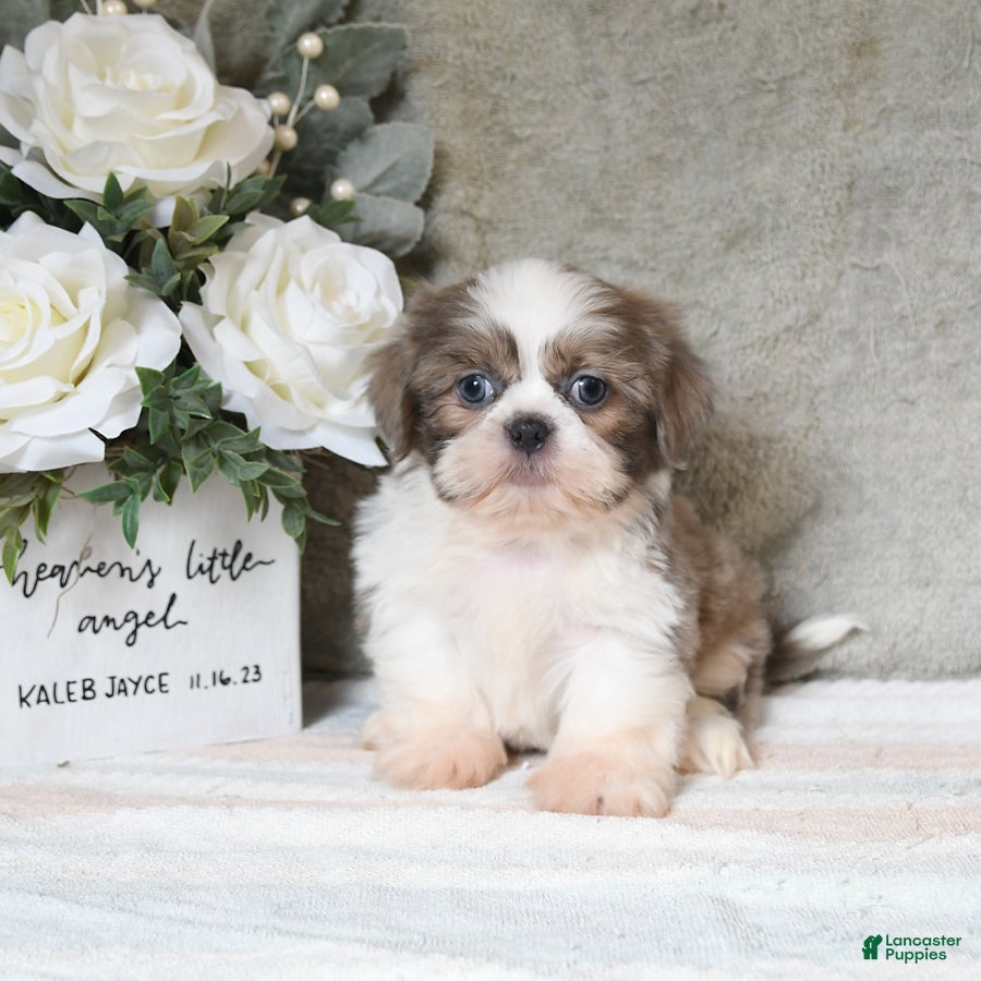 Shih Tzu dogs Quay - Ad 2