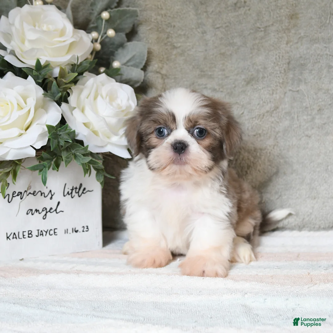 Shih Tzu dogs for sale: Quay - Ad 2