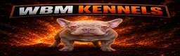 French Bulldog dogs for sale: French Bulldog Blue Male Puppy #2 - Ad 3