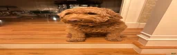 Goldendoodle dogs for stud: Stud F1 Red Goldendoodle - Ad 3
