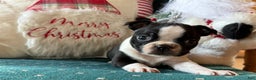 Boston Terrier dogs for sale: Mittens  - Ad 2