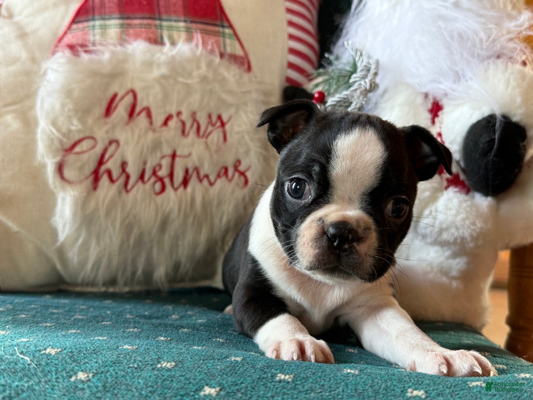 Boston Terrier dogs for sale: Mittens  - Ad 2
