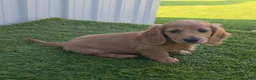 Miniature Dachshund dogs for sale: Alex - Ad 4