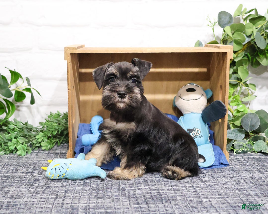 Miniature Schnauzer dogs for sale: Pablo - Ad 3