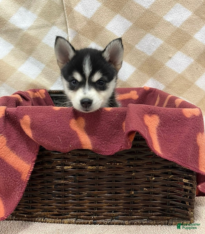 Pomsky dogs Prince - Ad 1