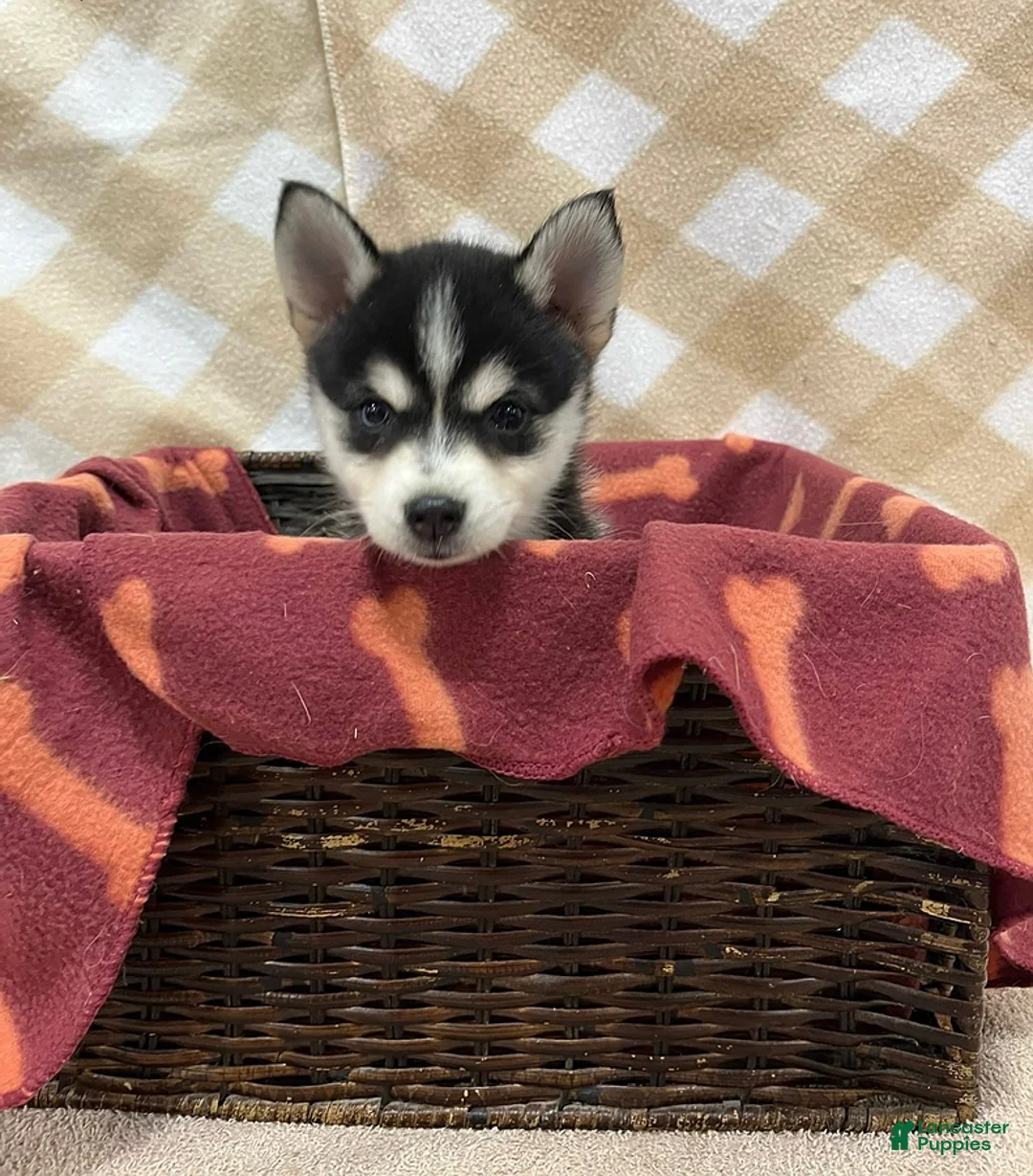 Pomsky dogs for sale: Prince - Ad 1