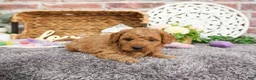 Mini Goldendoodle dogs for sale: Dora - Ad 19
