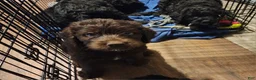 Labradoodle dogs for sale: Labradoodle chocolate black collar - Ad 6