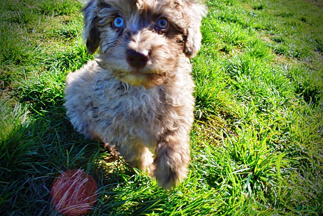 Havapoo dogs for sale: Indy - Ad 13