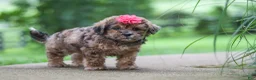 Shihpoo dogs for sale: Lucy - Ad 5