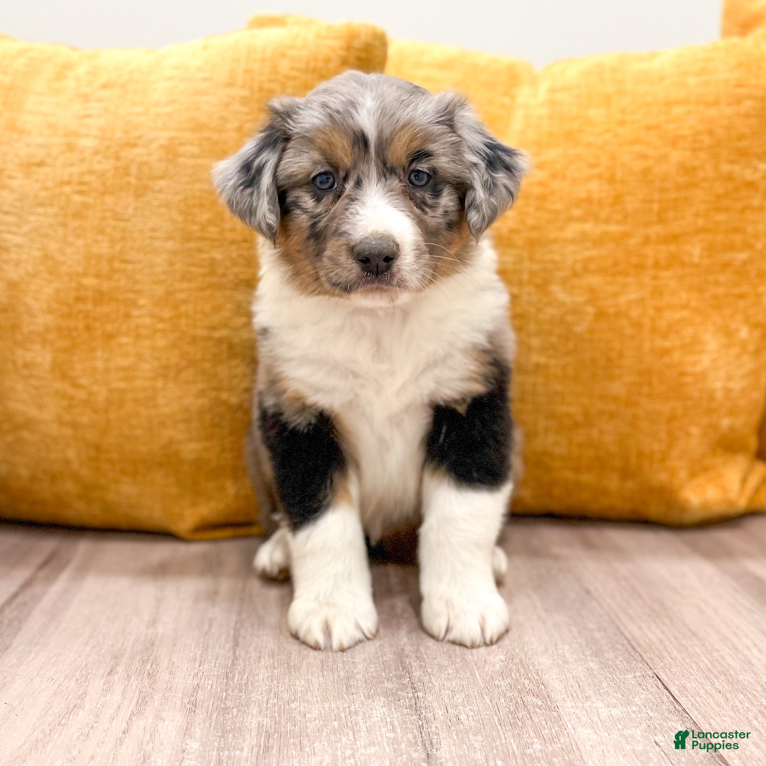 Australian Shepherd dogs for sale: Chloe - Ad 1