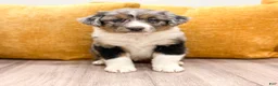 Australian Shepherd dogs for sale: Chloe - Ad 1