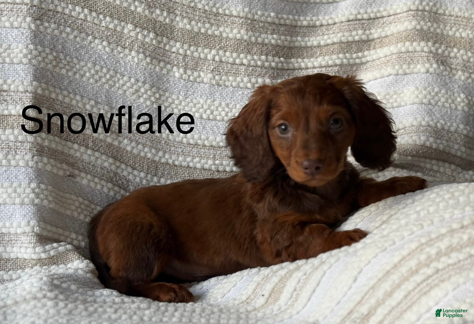 Miniature Dachshund dogs Snowflake  - Ad 15
