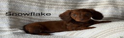 Miniature Dachshund dogs for sale: Snowflake  - Ad 1