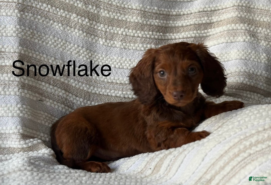 Miniature Dachshund dogs for sale: Snowflake  - Ad 1