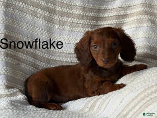 Miniature Dachshund dogs Snowflake - Ad 3