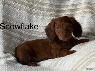 Miniature Dachshund dogs Snowflake - Ad 15