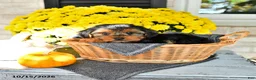 Yorkshire Terrier dogs for sale: Rover - Ad 4