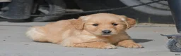 Golden Retriever dogs for sale: Luca, Golden Retriever 10 - Ad 1
