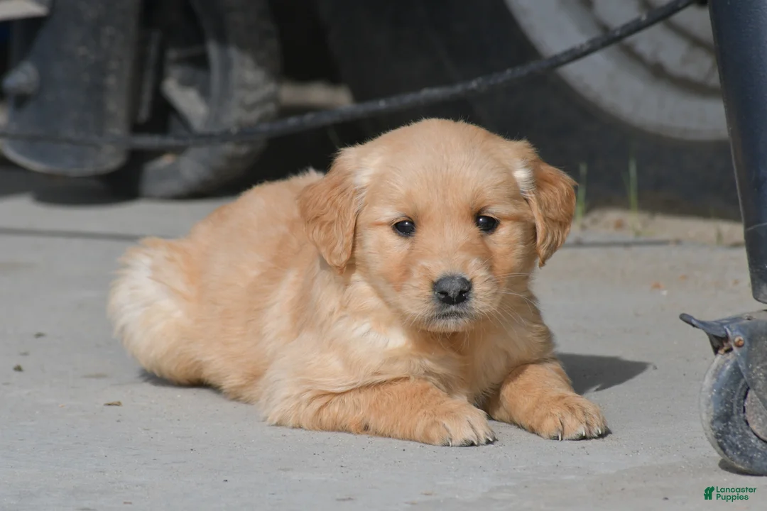 Golden Retriever dogs for sale: Luca, Golden Retriever 10 - Ad 1