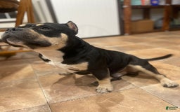 American Bully dogs for stud: Micro American Bully Stud - Image 2