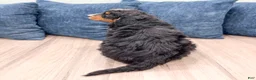 Mini Bernedoodle dogs for sale: Benson - Ad 5