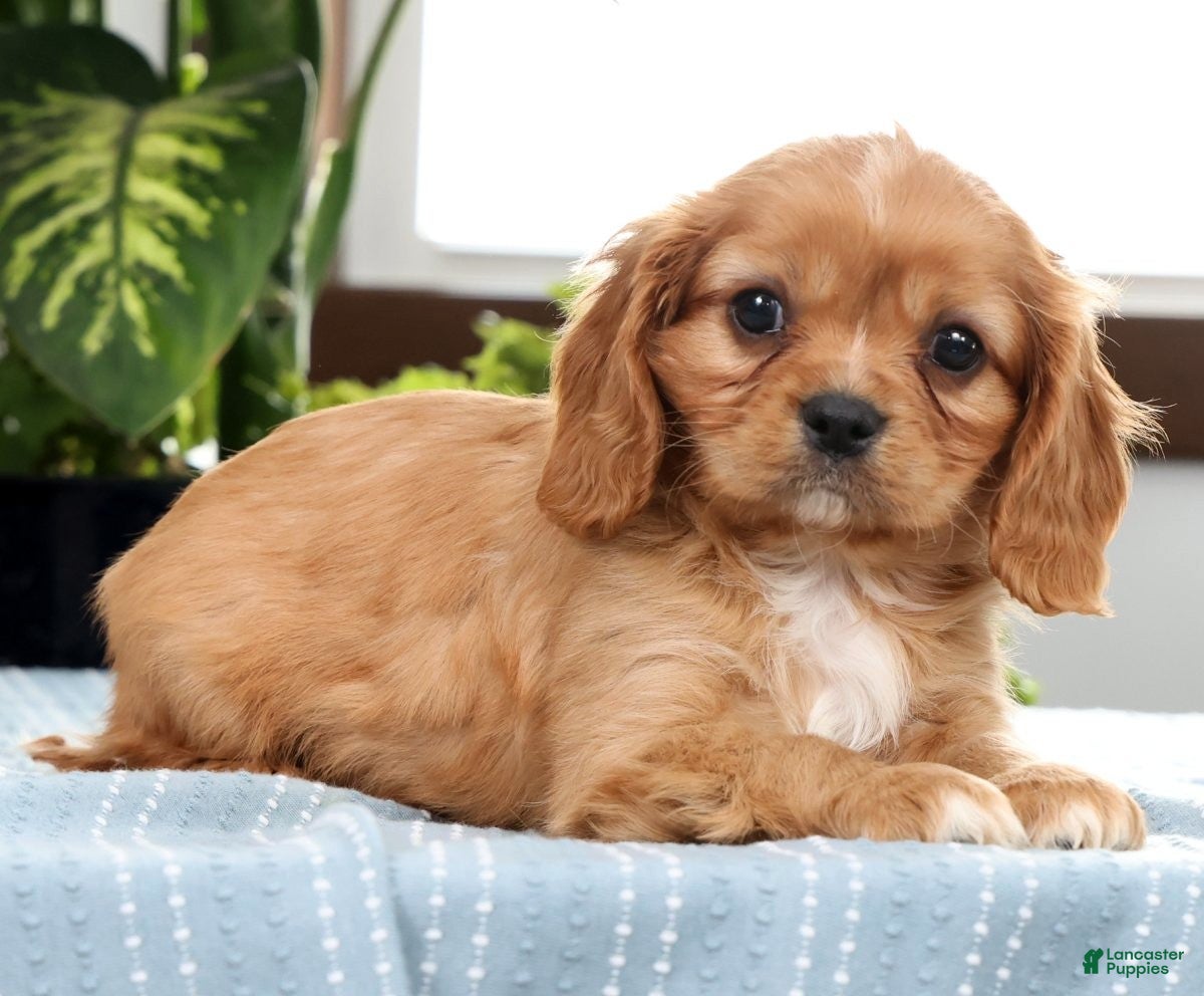 Cavalier King Charles Spaniel dogs Klint - Ad 2