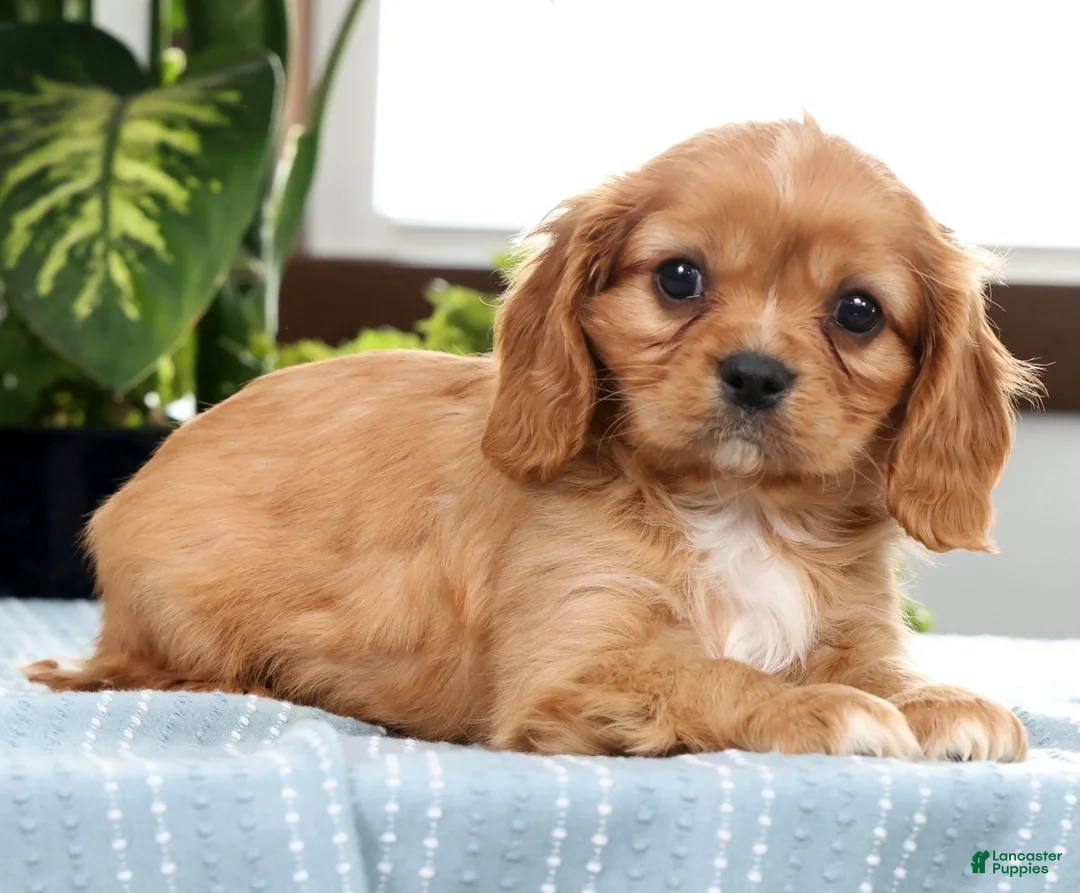 Cavalier King Charles Spaniel dogs for sale: Klint - Ad 2