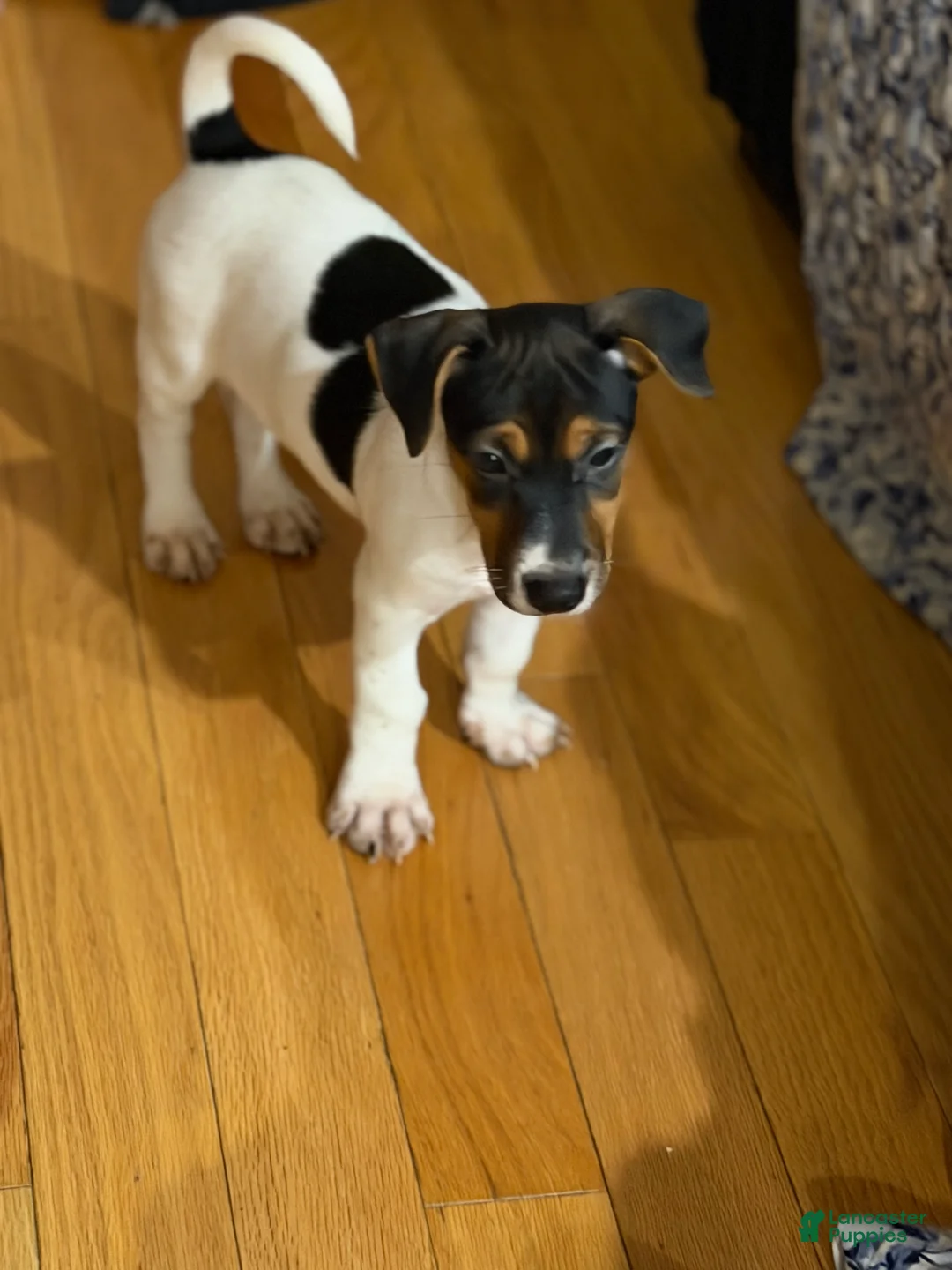 Jack Russell Terrier dogs for sale: Jack Russell Terrier 1 - Ad 9