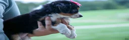Bernedoodle dogs for sale: Yancy ❤️ - Ad 5