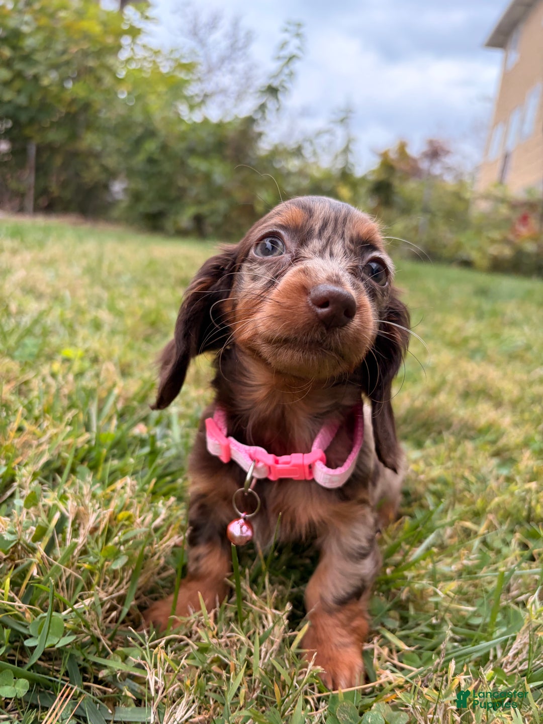 Miniature Dachshund dogs for sale: Maple - Ad 2
