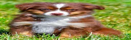 Miniature Australian Shepherd dogs for sale: Nolan - Ad 3