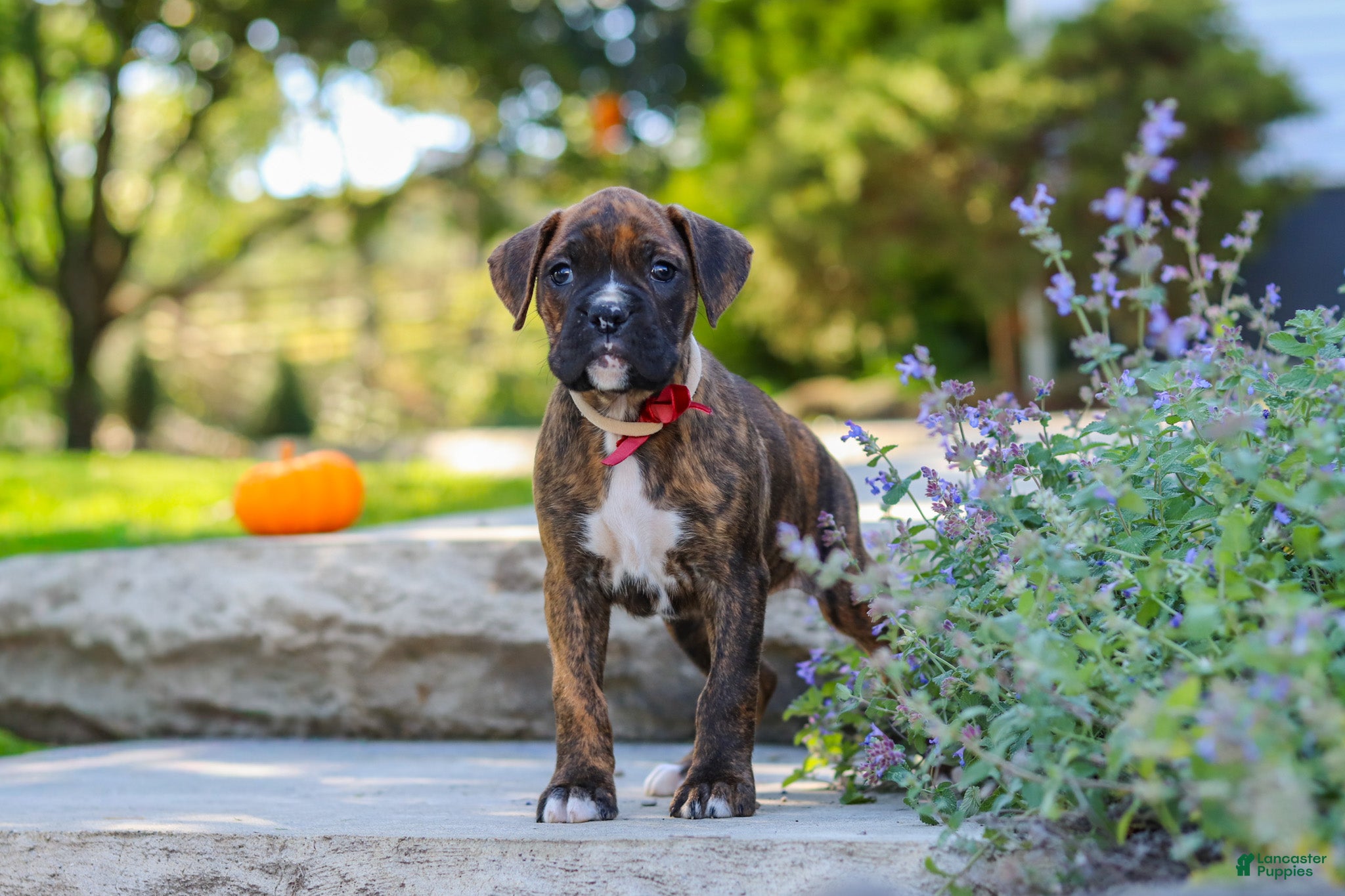 Theo (Boxer, Male) in Fredericksburg, OH