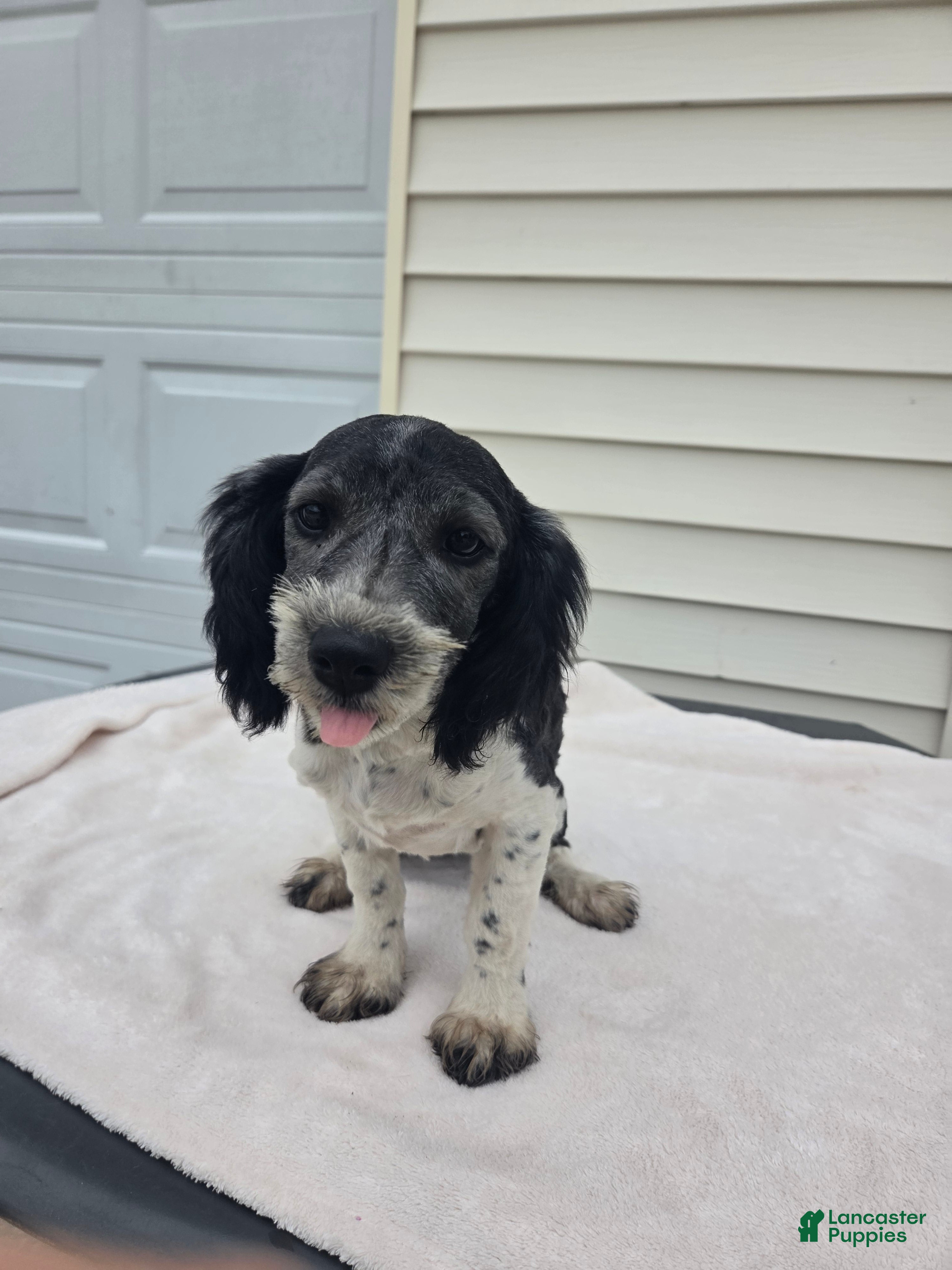Mini Aussiedoodle dogs Curly - Ad 1
