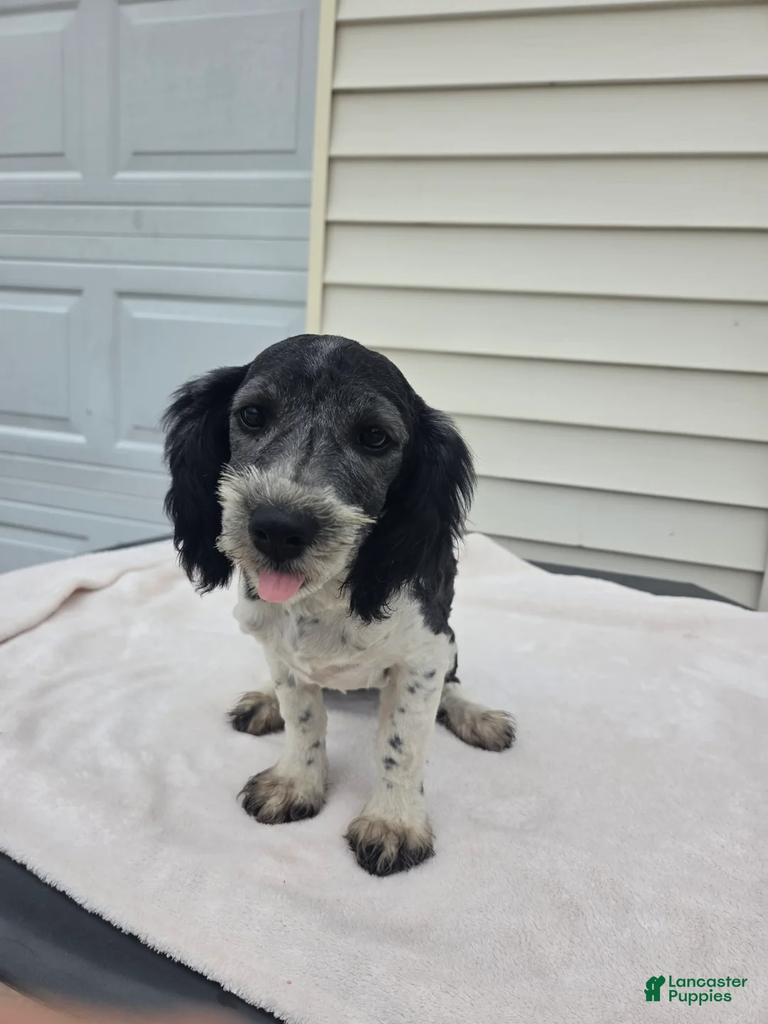 Mini Aussiedoodle dogs for sale: Curly - Ad 1
